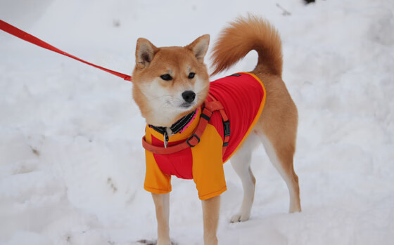 国际米兰收割法国，梅西成为关键先生